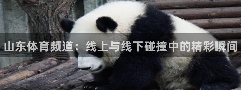 火凤直播体育直播：山东体育频道：线上与线下碰撞中的精彩瞬间