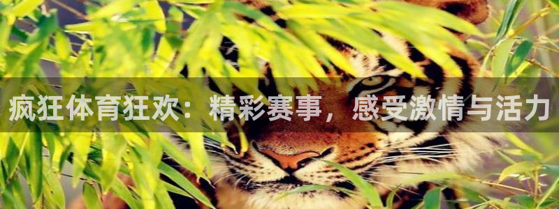 火凤斗球直播体育：疯狂体育狂欢：精彩赛事，感受激情与活力